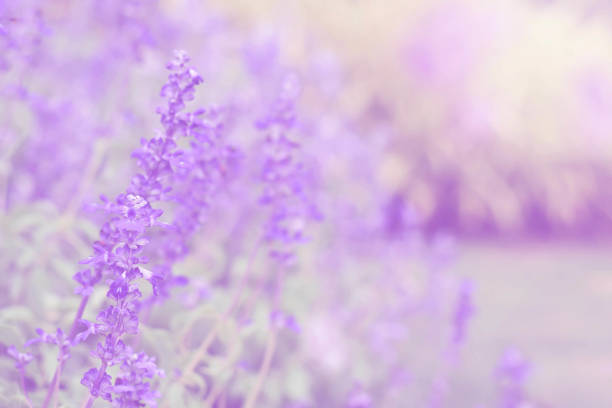istock Soft blur on beautiful lavender flower in the garden. 841159454