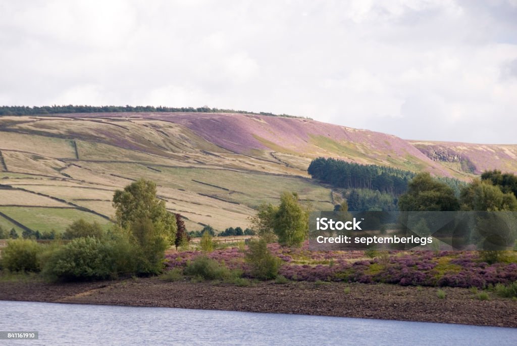 Digley Reservoir, Holmeforth Yorkshire, UK Aug 31: Flowering heathers turn the hills pink on 31 Aug 2014 at Digley Reservoir, Holmeforth 2014 Stock Photo