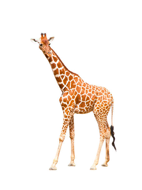 istock Portrait of a giraffe isolated on white background 841162378