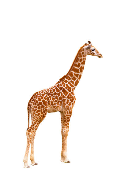 Giraffe (Giraffa camelopardalis), isolated on white background\