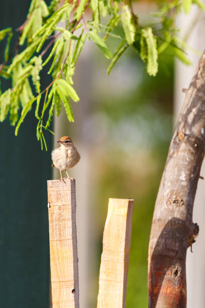 istock Small brown bird on a wooden post 841163224