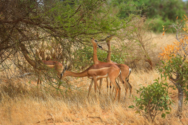 istock The gerenuk, or giraffe gazelle 841166724
