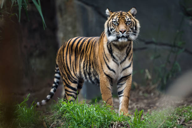 bengal tiger standing in grass - bengal tiger imagens e fotografias de stock