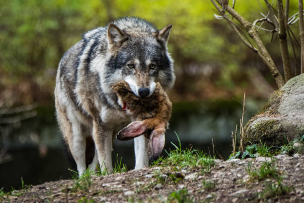 loup européen avec un lapin dans sa bouche - lapin viande de gibier photos et images de collection