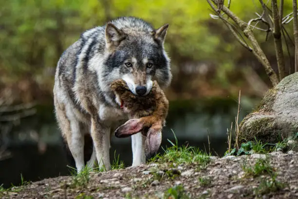 Photo of European wolf with a rabbit in its mouth