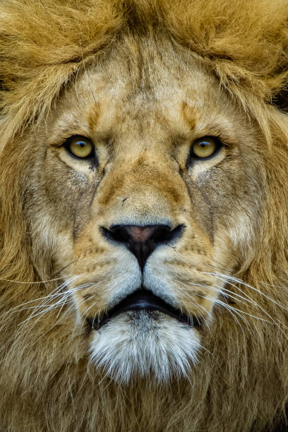 istock Portrait of an African lion 841167854