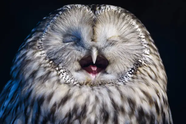 Photo of Ural owl yawning