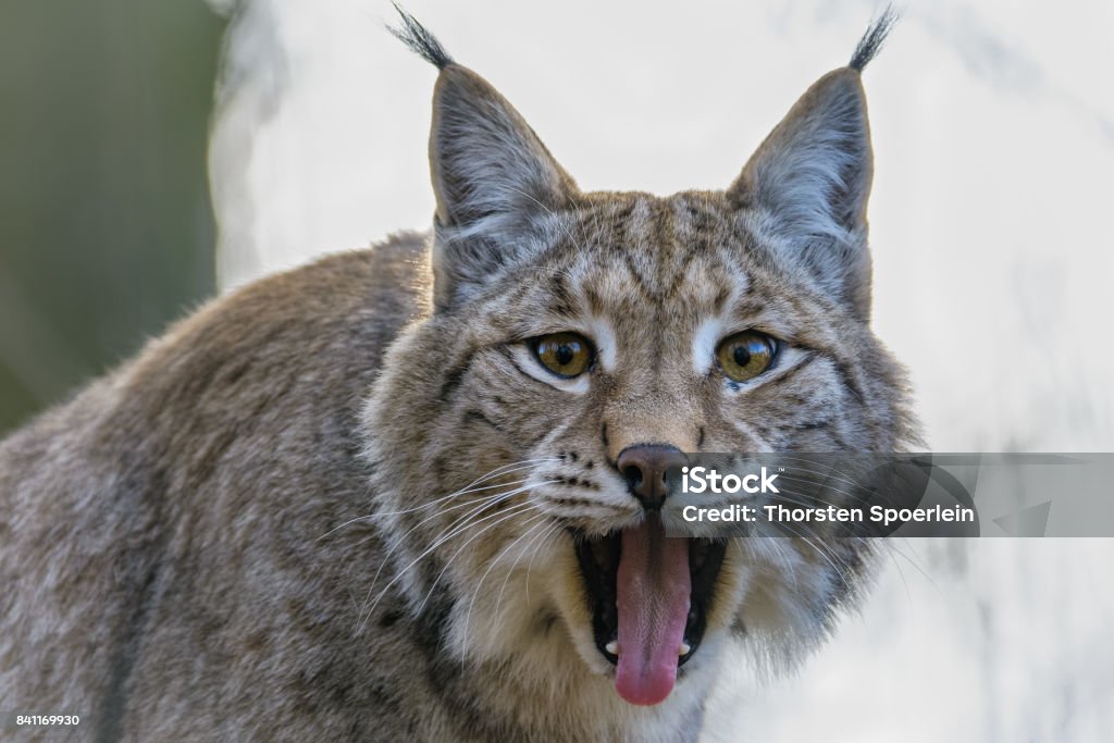 lynx eurasien - Photo de Lynx libre de droits