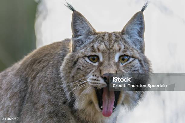 Photo libre de droit de Lynx Eurasien banque d'images et plus d'images libres de droit de Lynx - Lynx, Allemagne, Animaux à l'état sauvage