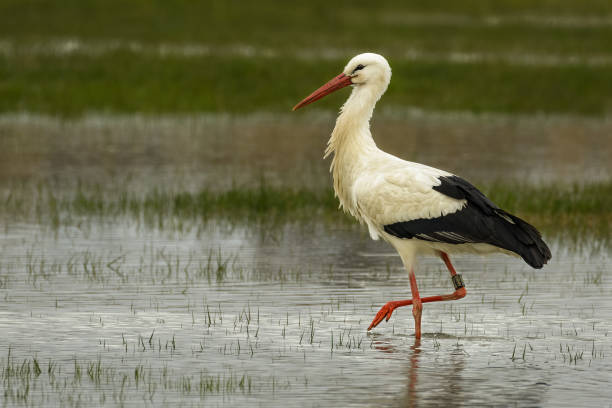 istock Stork wading through a flooded meadow looking for food 841170106