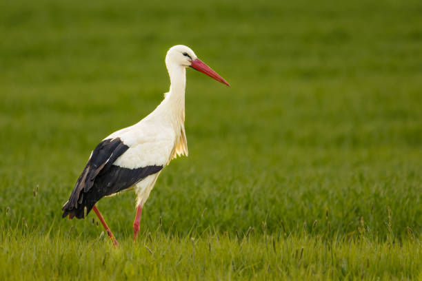 istock Stork walking through a meadow looking for food 841170446