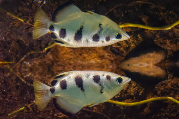istock Archer fish being mirrored at the water surface 841170930