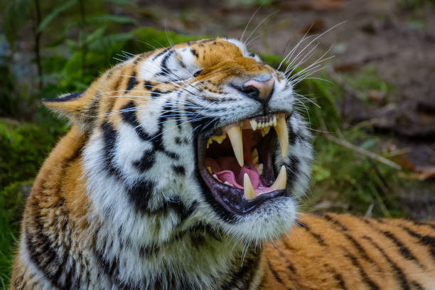 istock Siberian tiger yawning 841170990