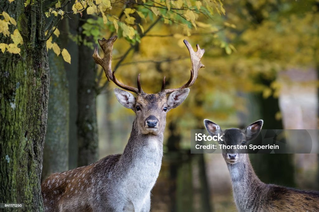 Um jovem Gamo e seu pai olhando para a câmera na floresta - Foto de stock de Cabrito Montês - Veado royalty-free