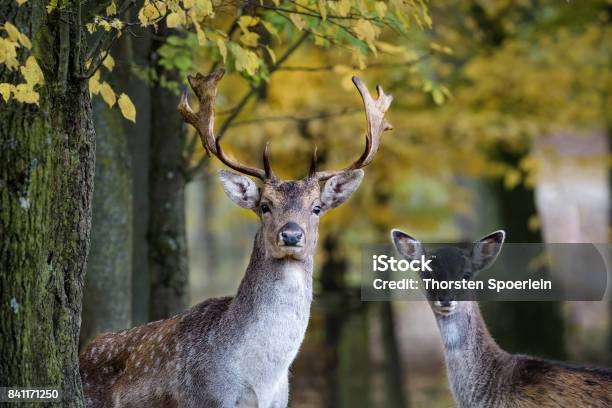 Foto de Um Jovem Gamo E Seu Pai Olhando Para A Câmera Na Floresta e mais fotos de stock de Cabrito Montês - Veado