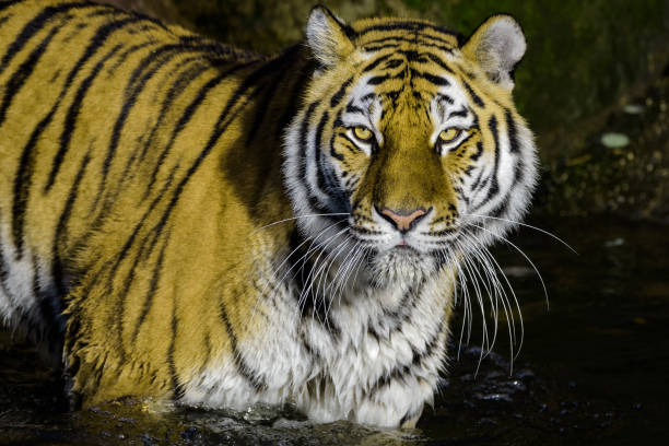 istock Female siberian tiger in water 841173348
