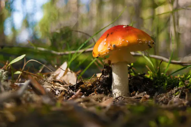 Photo of Poisonous mushroom Red Amanita growing in the forest among green moss, grass and needles. Close up. Blurry background