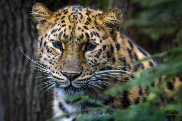 istock Portrait of an amur leopard 841173844