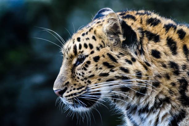istock Portrait of an amur leopard 841173848
