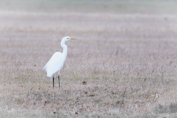 Great white egret standing in an icy field