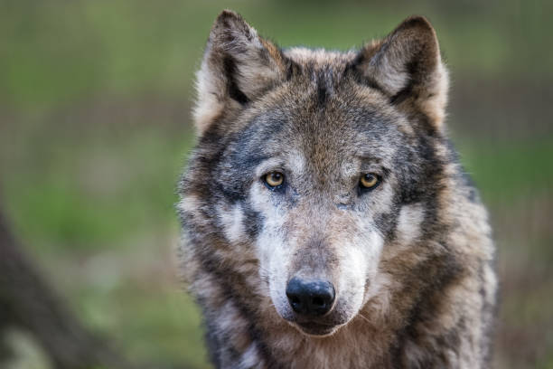 istock Portrait of a european wolf 841174174