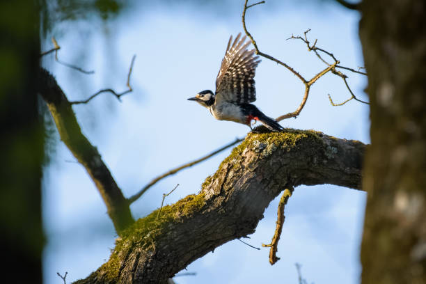 istock Spotted woodpecker on a branch about to fly away 841174452