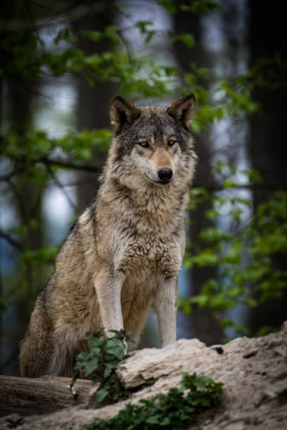 숲에 바위에 서 있는 캐나다 timberwolf - canadian timber wolf 뉴스 사진 이미지