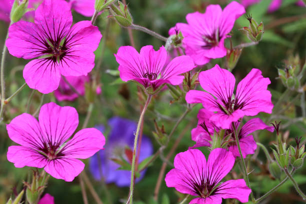 istock Geranium psilostemon flowers is from Armenia, Turkey 841174656
