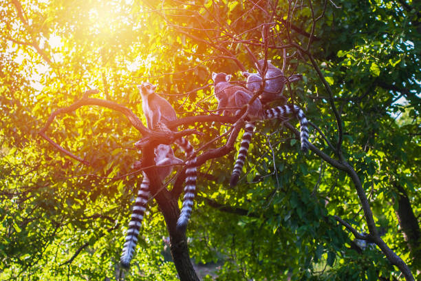 Family of madagascar lemurs