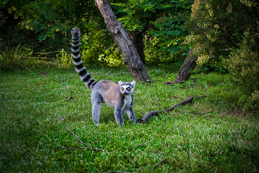 Lemur in forest with long striped tail. Madagascar wildlife