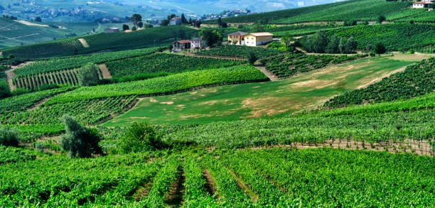 istock Oltrepo Pavese (Italy), rural landscape at summer 841177604