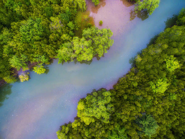 Aerial view of green mangrove forest and red blue river stock photo