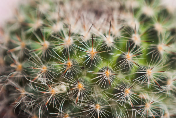 istock the texture of the cactus in full screen 841181136