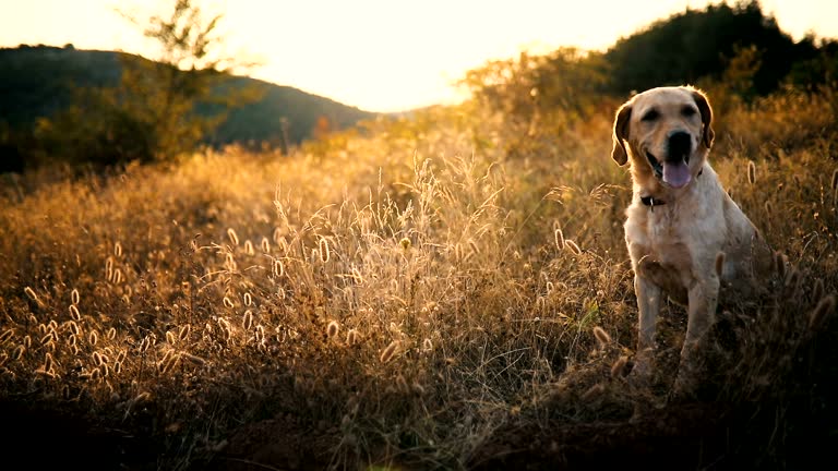 Dog on the trip in mountains