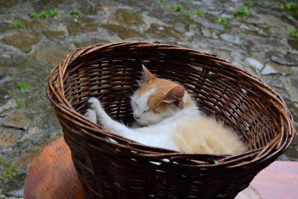istock The cat sleeps in a basket. Homeless cat. 841188020
