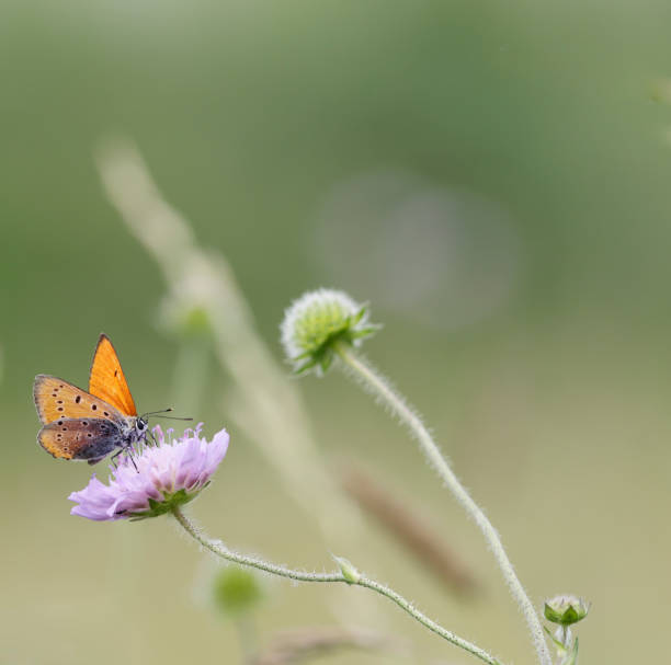 istock Large copper butterfly (Lycaena dispar) Male 841188412