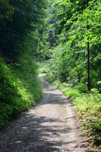 istock The road in the wood. 841188636