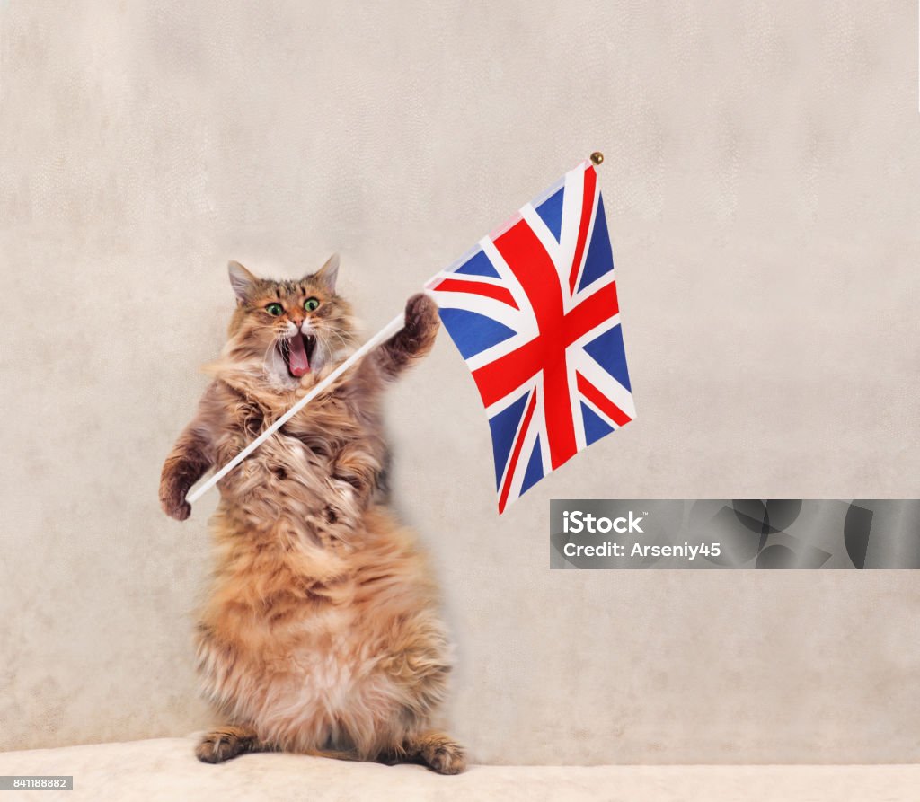 The Big Shaggy Cat Is Very Funny Standingflag Stock Photo ...