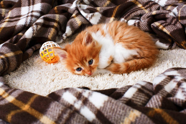 istock Sad Red orange kitten at plaid blanket 841189260