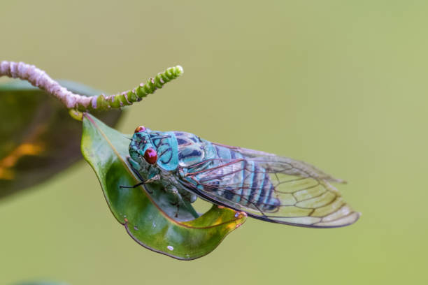 istock A cicada sitting on a branch in Tikal, Guatemala 841189792