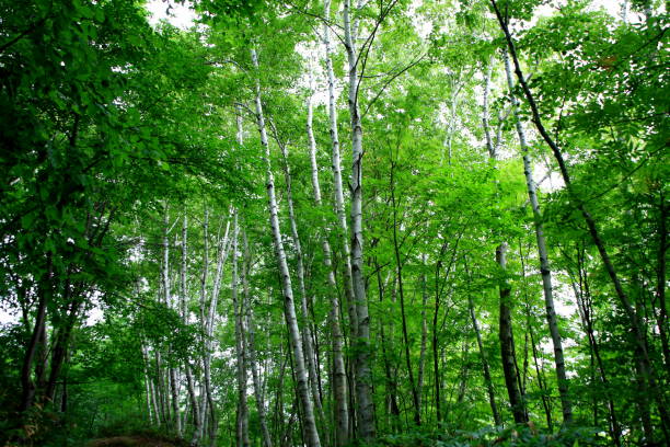 istock Promenade of Sapporo City park 841192552