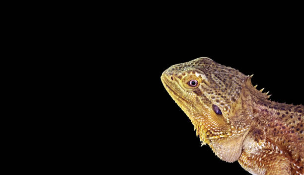 istock Closeup Bearded Dragon on Black Background 841194828