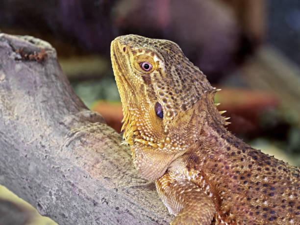 istock Closeup Bearded Dragon on Branch on Nature Background 841195142