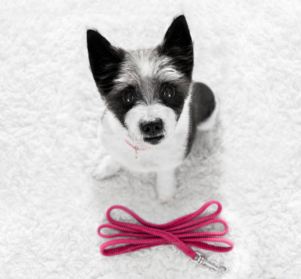 istock dog   with leash waits for a walk 841199254
