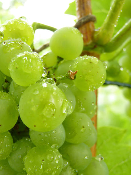 istock Close Up of Drops on Ripe Grape Cluster on Vine 841203430