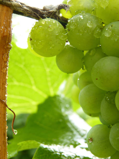 istock Close Up of Drops on Ripe Grape Cluster on Vine 841203524