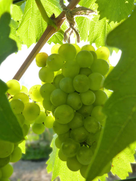 istock Close Up of Ripe Grape Cluster on Vine 841206782