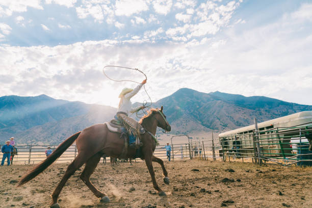 cowgirl schwingt ihr lasso bereit, eine kalb für das branding zu fangen - cowboy cowboy hat hat summer stock-fotos und bilder