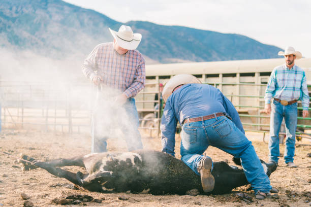 istock Cowboys branding a calf 841215354