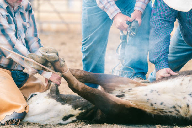 istock Close up of a calf getting branded 841217722